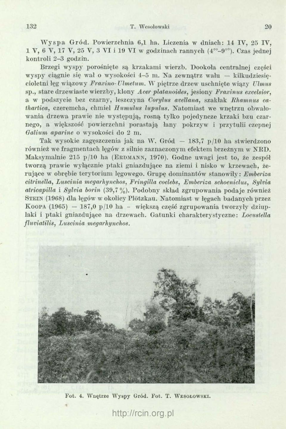 W piętrze drzew uschnięte wiązy Ulmus sp.