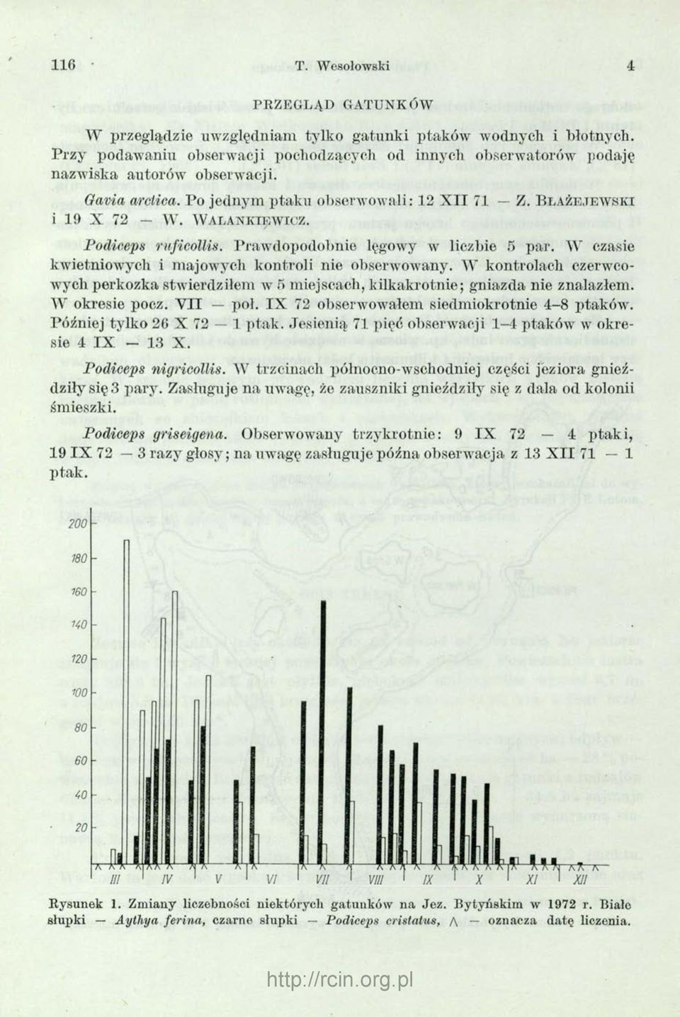 W a l a n k i e w i c z. Podiceps ruficollis. Prawdopodobnie lęgowy w liczbie 5 par. W czasie kwietniowych i majowych kontroli nie obserwowany.
