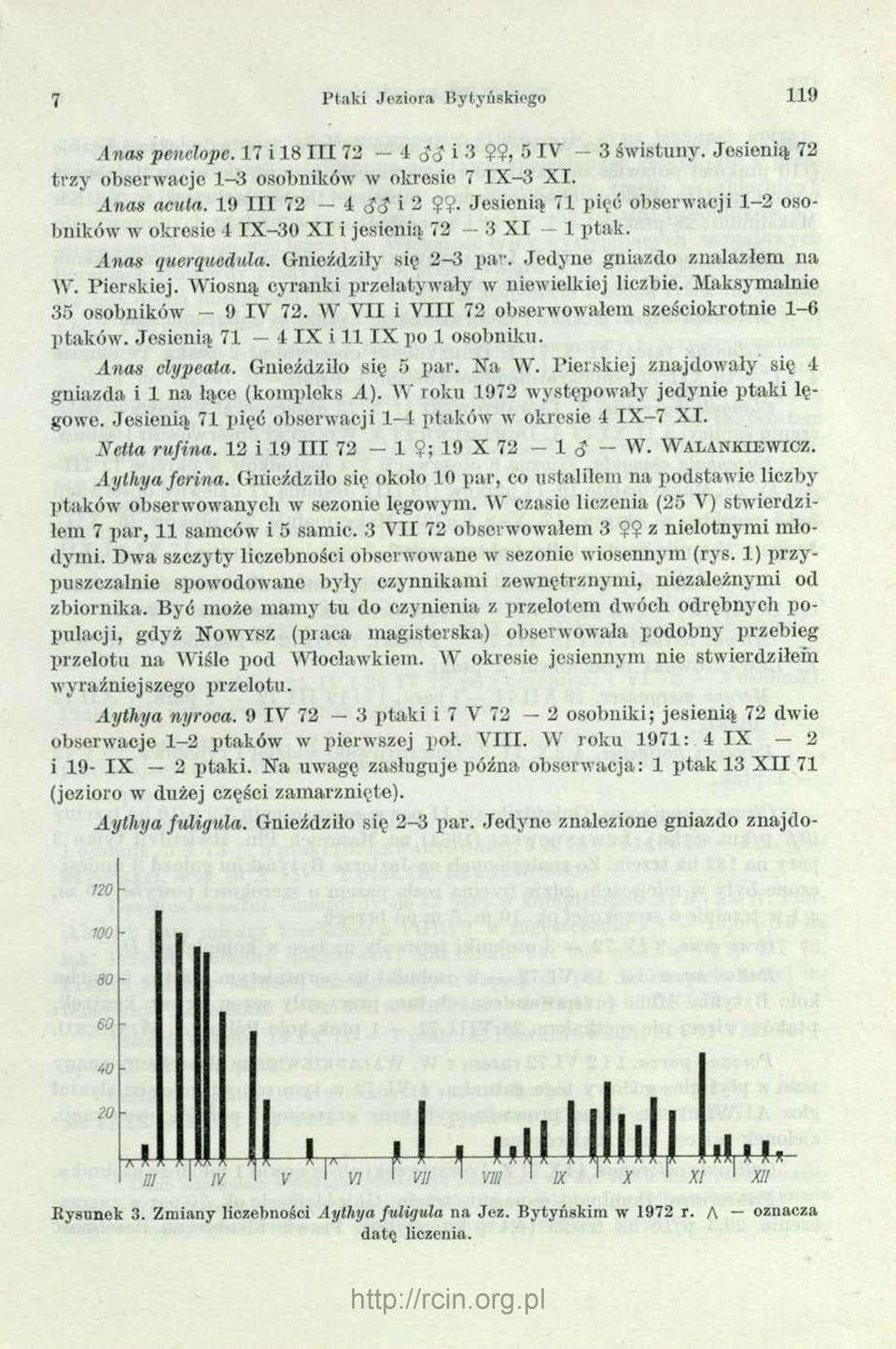 Wiosną cyranki przelatywały w niewielkiej liczbie. Maksymalnie 35 osobników 9 IY 72. W V II i V III 72 obserwowałem sześciokrotnie 1-6 p ta k ó w. Jesienią 71 4 IX i 1 1 IX po 1 osobniku.