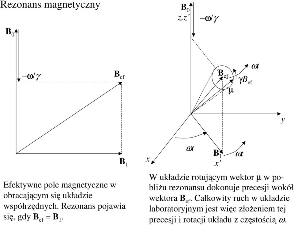 x ωt B 1 x ωt W układzie rotującym wektor µ w pobliŝu rezonansu dokonuje precesji wokół wektora