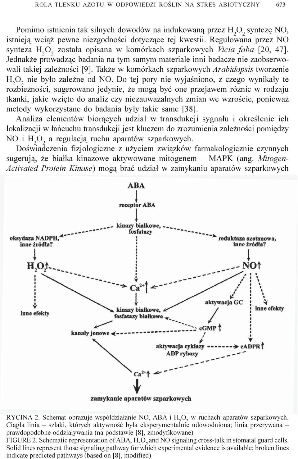 Tak e w komórkach szparkowych Arabidopsis tworzenie H 2 nie by³o zale ne od NO.