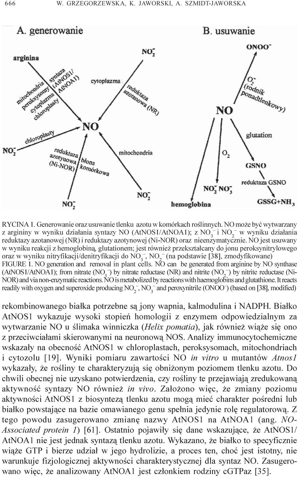 NO jest usuwany w wyniku reakcji z hemoglobin¹, glutationem; jest równie przekszta³cany do jonu peroksynitrylowego oraz w wyniku nitryfikacji/denitryfikacji do NO 3, N (na podstawie [38],