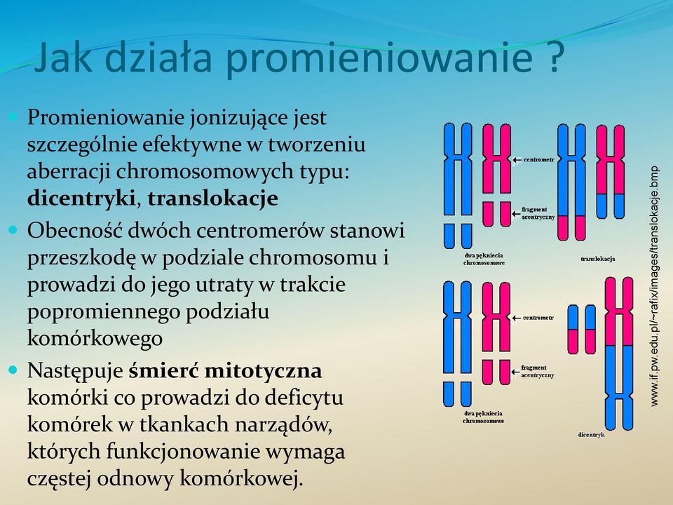 translokacje Obecność dwóch centromerów stanowi przeszkodę w podziale chromosomu i prowadzi do jego utraty w trakcie