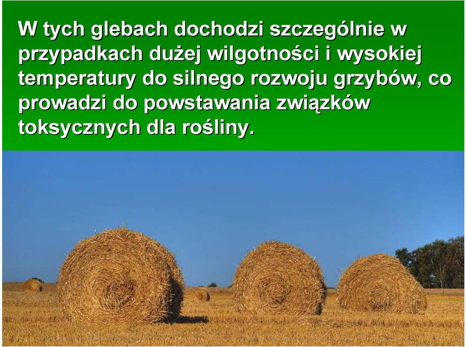temperatury do silnego rozwoju grzybów, co