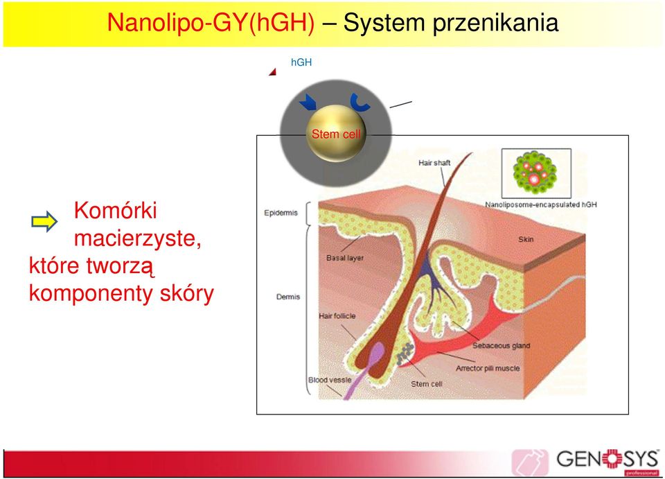 cell Komórki