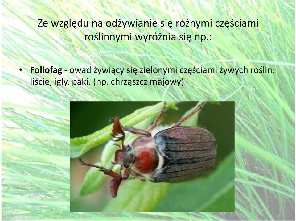 : Foliofag-owad żywiący się zielonymi