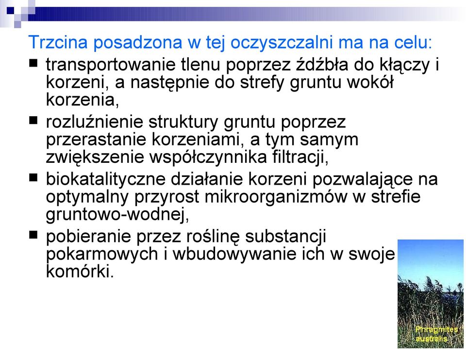samym zwiększenie współczynnika filtracji, biokatalityczne działanie korzeni pozwalające na optymalny przyrost