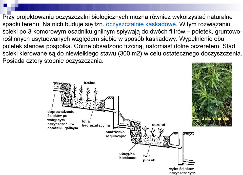 W tym rozwiązaniu ścieki po 3-komorowym osadniku gnilnym spływają do dwóch filtrów poletek, gruntoworoślinnych usytuowanych