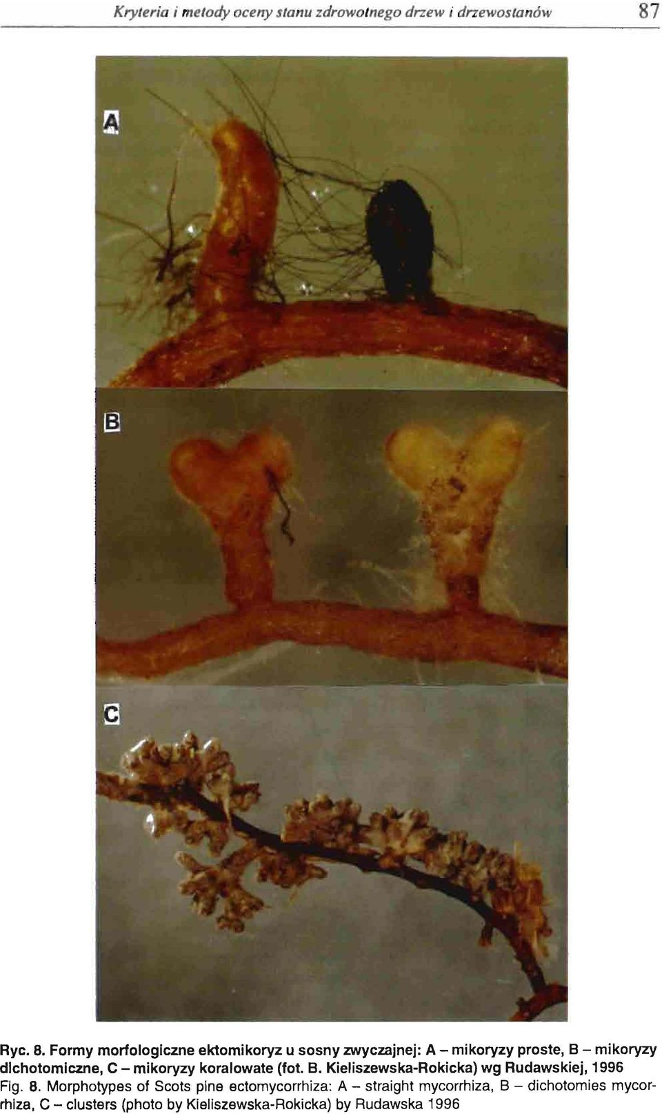 Formy morfologiczne ektomikoryz u sosny zwyczajnej: A - mikoryzy proste, B - mikoryzy dichotomiczne, C