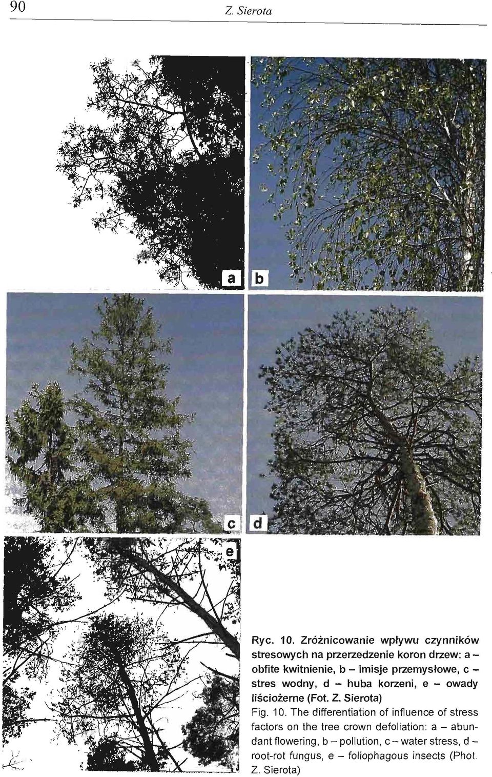 przemysłowe, c - stres wodny, d - huba korzeni, e - owady liściożerne (Fot. Z. Sierota) Fig. 10.
