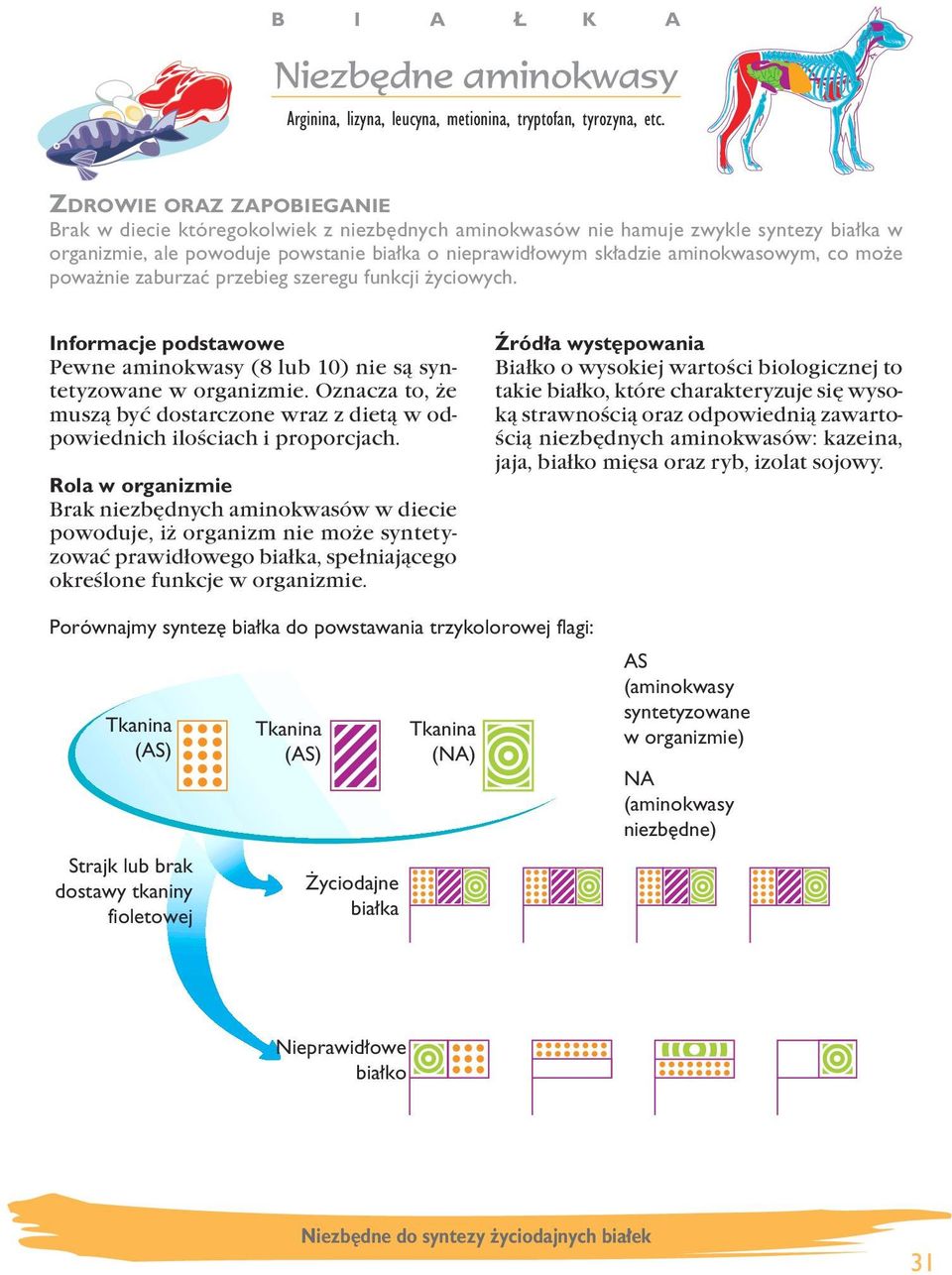 przebieg szeregu funkcji yciowych. Pewne aminokwasy (8 lub 10) nie są syntetyzowane w organizmie. Oznacza to, że muszą być dostarczone wraz z dietą w odpowiednich ilościach i proporcjach.