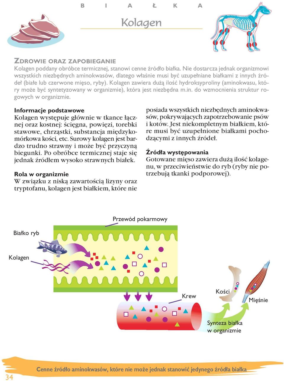 Kolagen zawiera du à iloêç hydroksyproliny (aminokwasu, który mo e byç syntetyzowany w organizmie), która jest niezb dna m.in. do wzmocnienia struktur rogowych w organizmie.