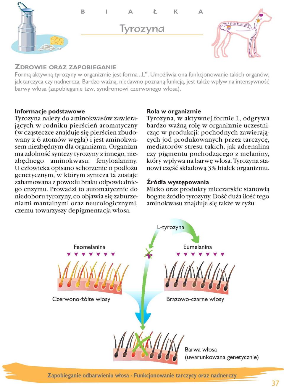 Tyrozyna należy do aminokwasów zawierających w rodniku pierścień aromatyczny (w cząsteczce znajduje się pierścien zbudowany z 6 atomów węgla) i jest aminokwasem niezbędnym dla organizmu.