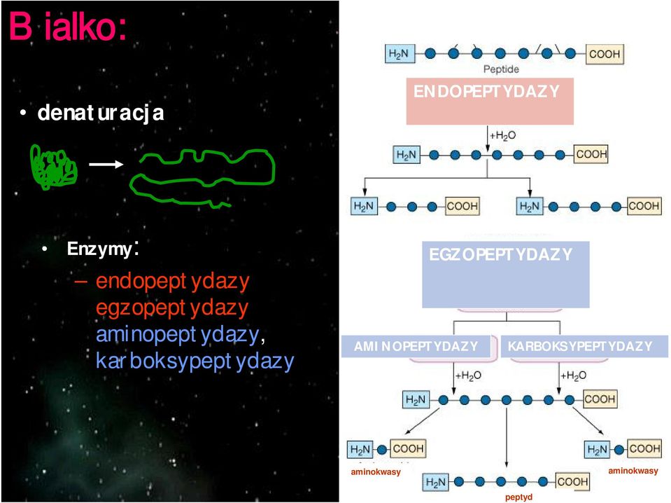 karboksypeptydazy AMINOPEPTYDAZY