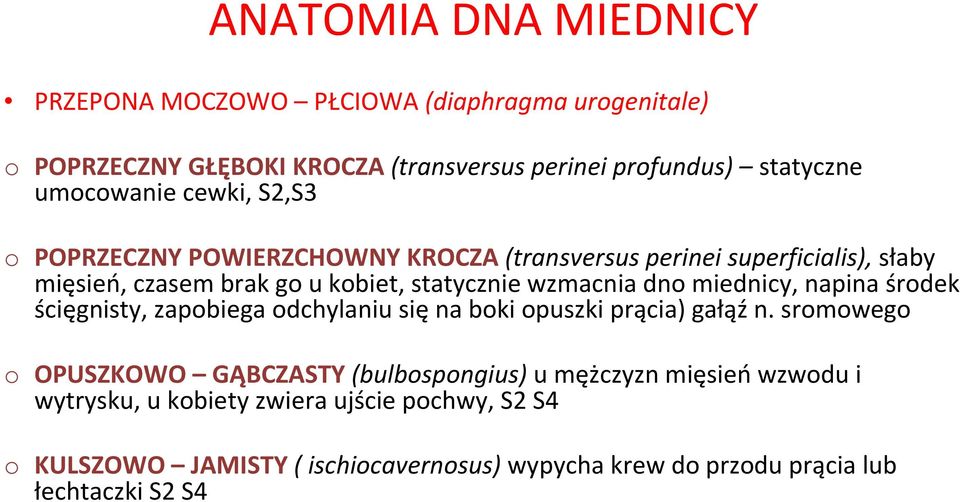 miednicy, napina środek ścięgnisty, zapobiega odchylaniu się na boki opuszki prącia) gałąź n.