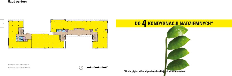 25 m Powierzchnia najmu budynku: 9154 m 2