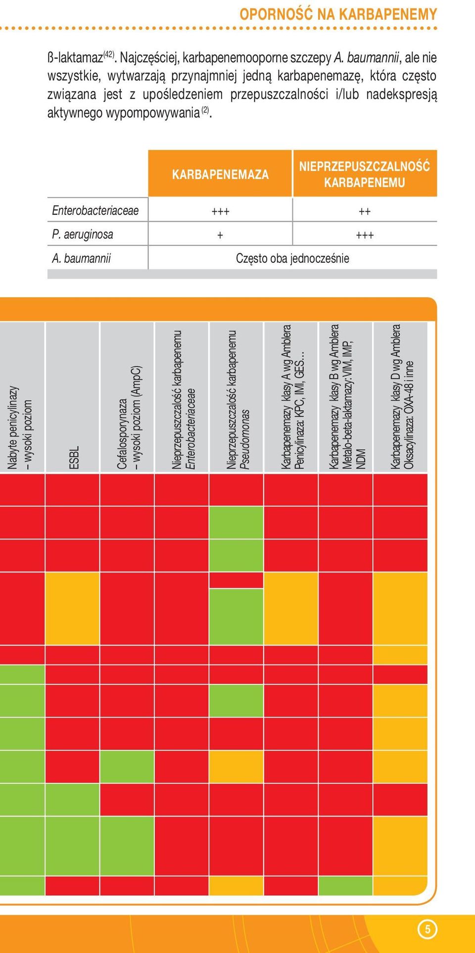 KARBAPENEMAZA NIEPRZEPUSZCZALNOŚĆ KARBAPENEMU Enterobacteriaceae +++ ++ P. aeruginosa + +++ A.