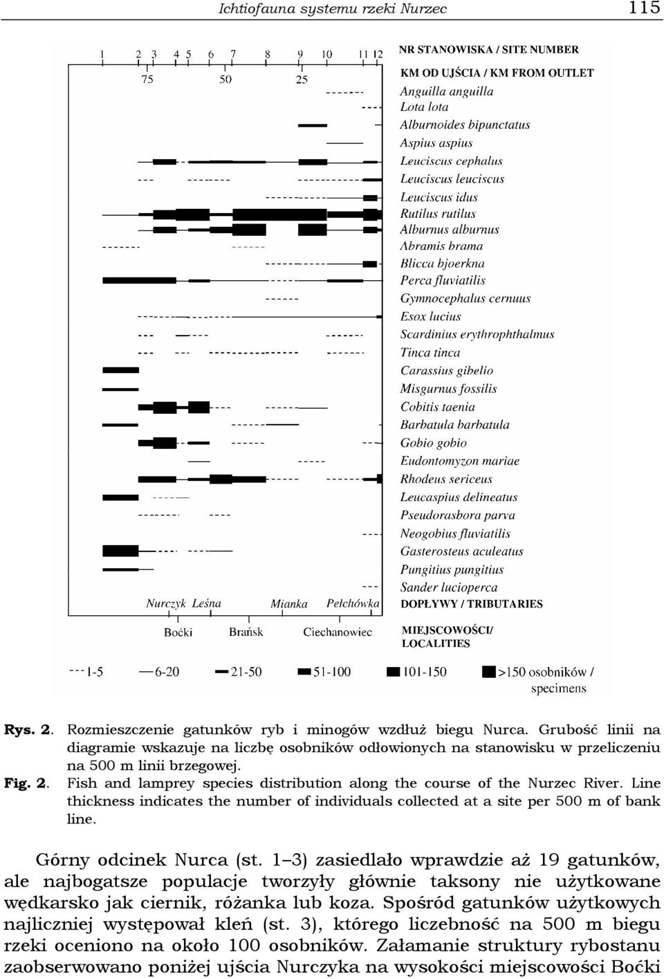 Fish and lamprey species distribution along the course of the Nurzec River. Line thickness indicates the number of individuals collected at a site per 500 m of bank line. Górny odcinek Nurca (st.