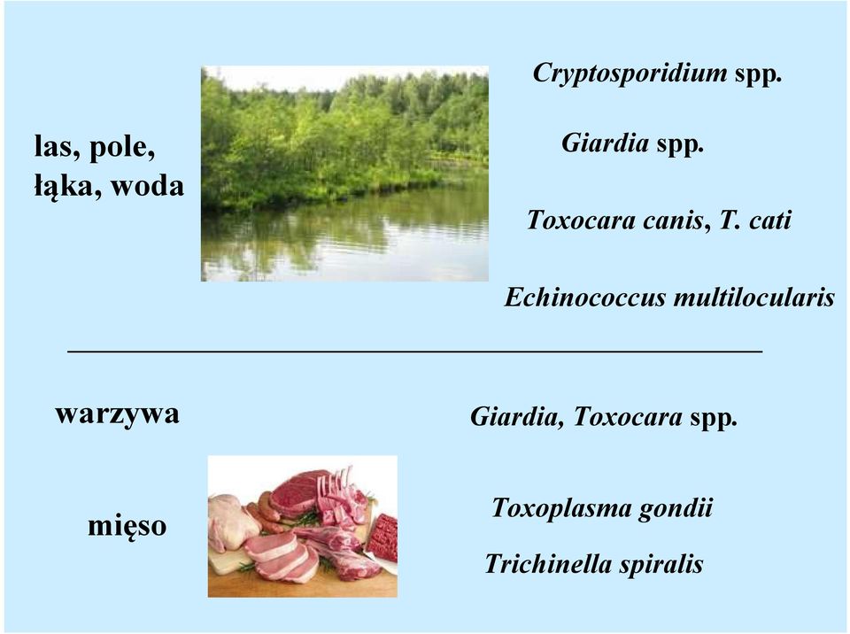 Toxocara canis, T.