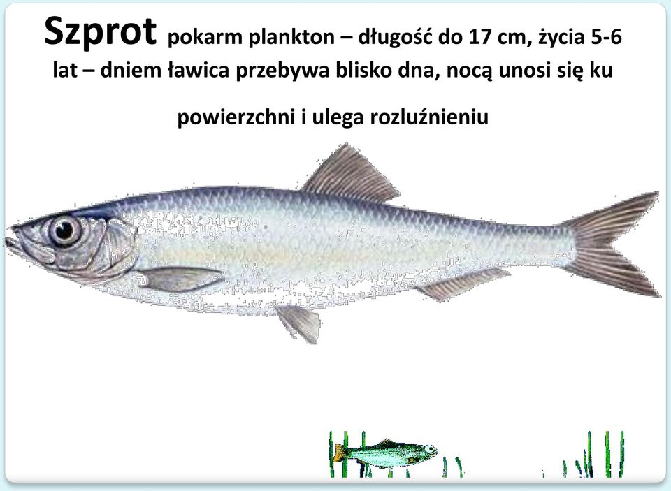 przebywa blisko dna, nocą unosi