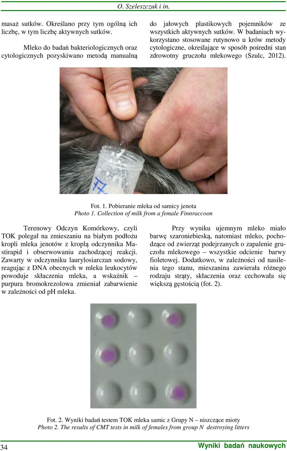 W badaniach wykorzystano stosowane rutynowo u krów metody cytologiczne, określające w sposób pośredni stan zdrowotny gruczołu mlekowego (Szulc, 2012). Fot. 1.
