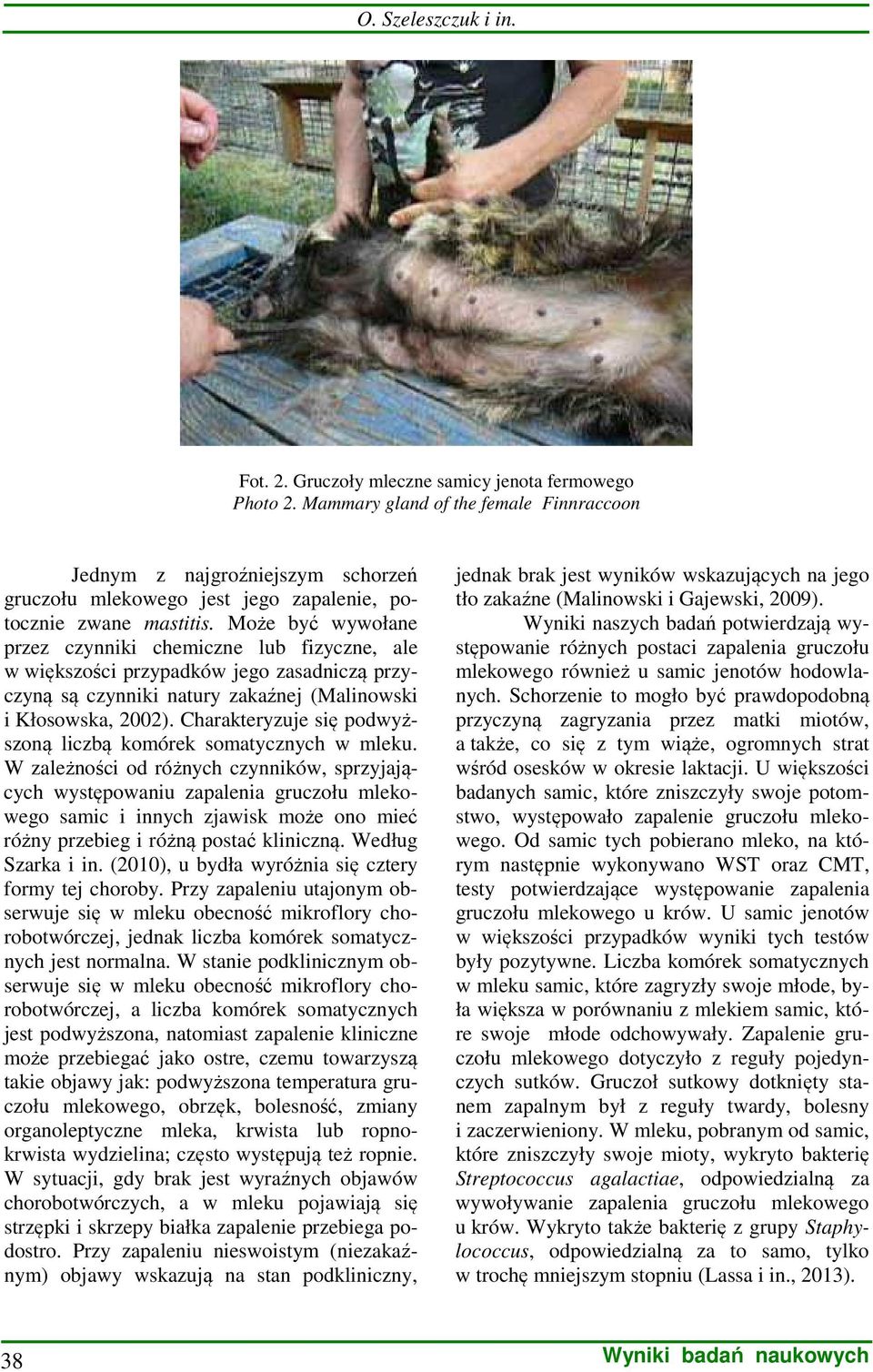 Może być wywołane przez czynniki chemiczne lub fizyczne, ale w większości przypadków jego zasadniczą przyczyną są czynniki natury zakaźnej (Malinowski i Kłosowska, 2002).