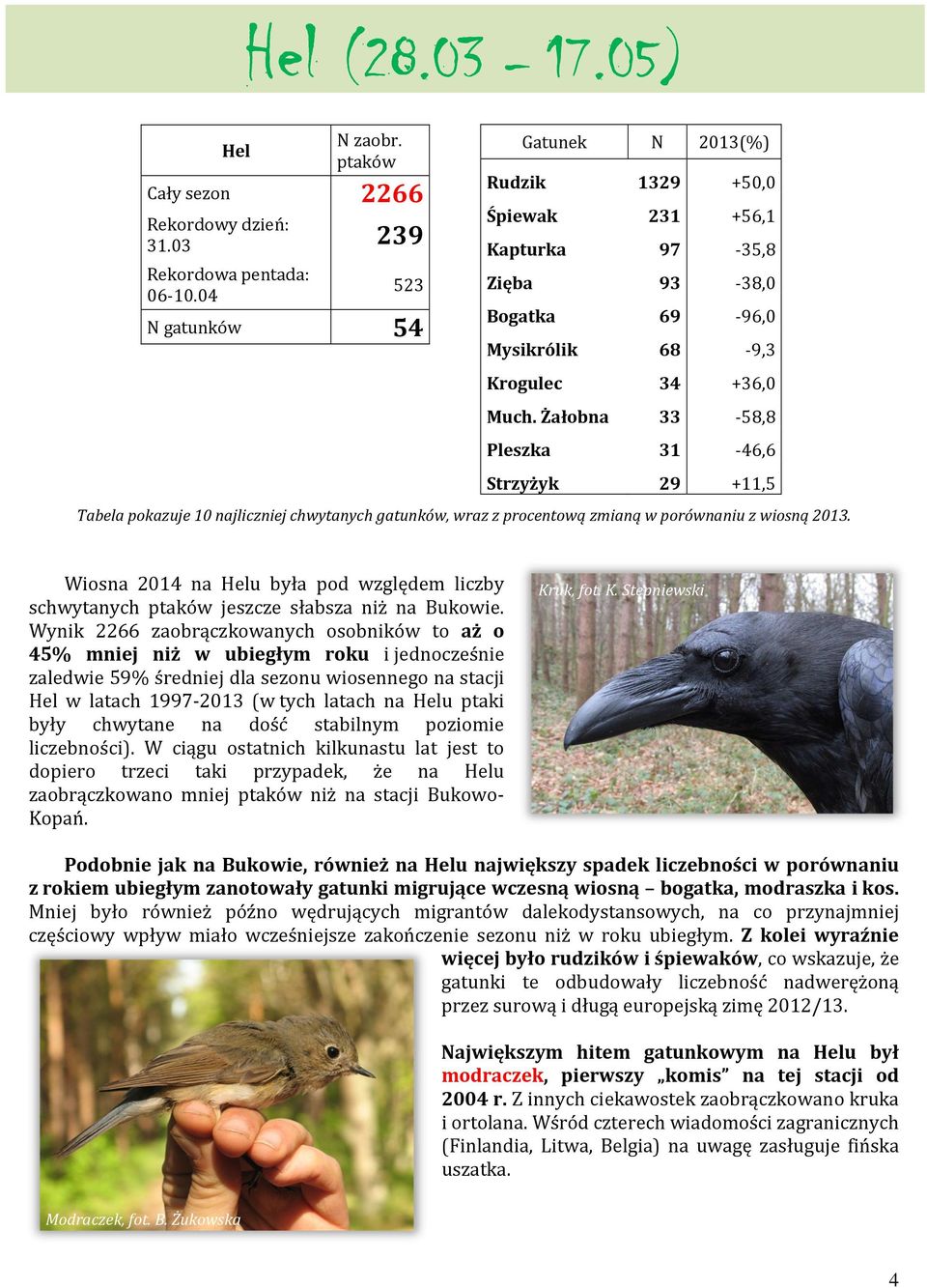 Żałobna 33-58,8 Pleszka 31-46,6 Strzyżyk 29 +11,5 Tabela pokazuje 10 najliczniej chwytanych gatunków, wraz z procentową zmianą w porównaniu z wiosną 2013.