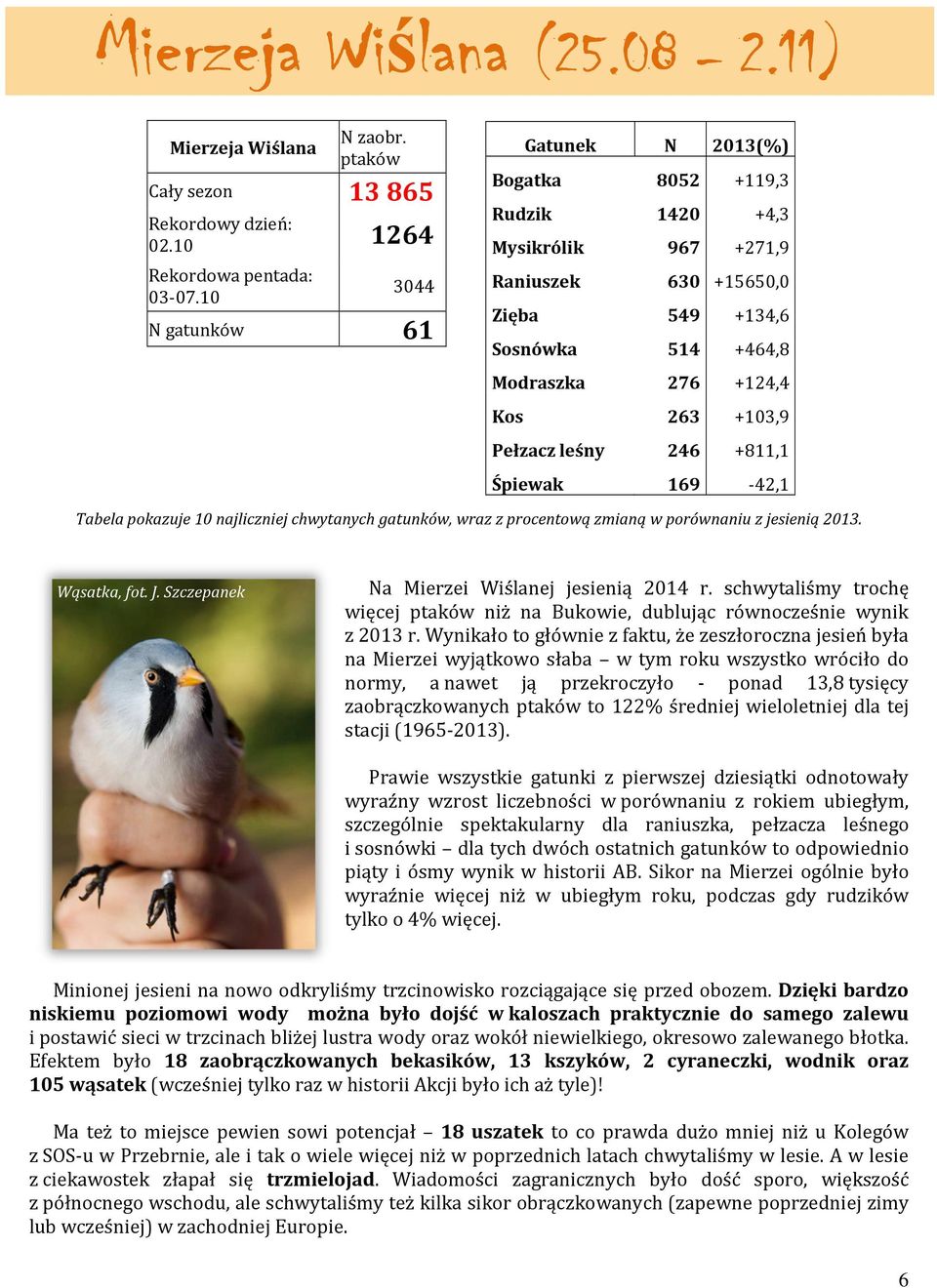 Pełzacz leśny 246 +811,1 Śpiewak 169-42,1 Tabela pokazuje 10 najliczniej chwytanych gatunków, wraz z procentową zmianą w porównaniu z jesienią 2013. Wąsatka, fot. J.