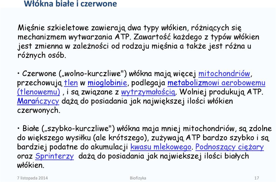 Czerwone ( wolno-kurczliwe") włókna mają więcej mitochondriów, przechowują tlen w mioglobinie, podlegaja metabolizmowi aerobowemu (tlenowemu), i są związane z wytrzymałością. Wolniej produkują ATP.