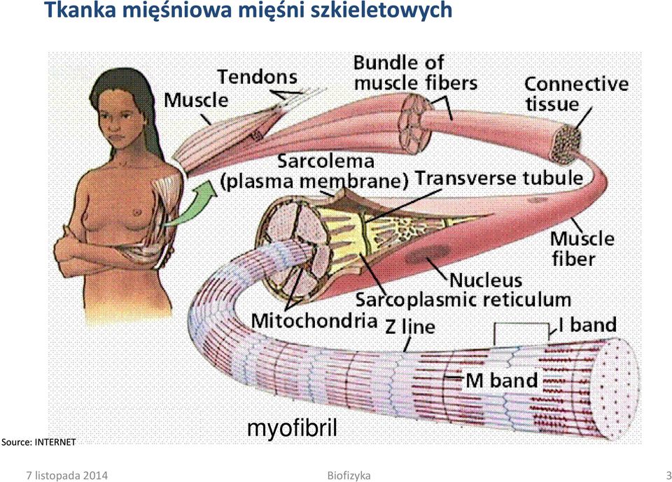 INTERNET myofibril 7