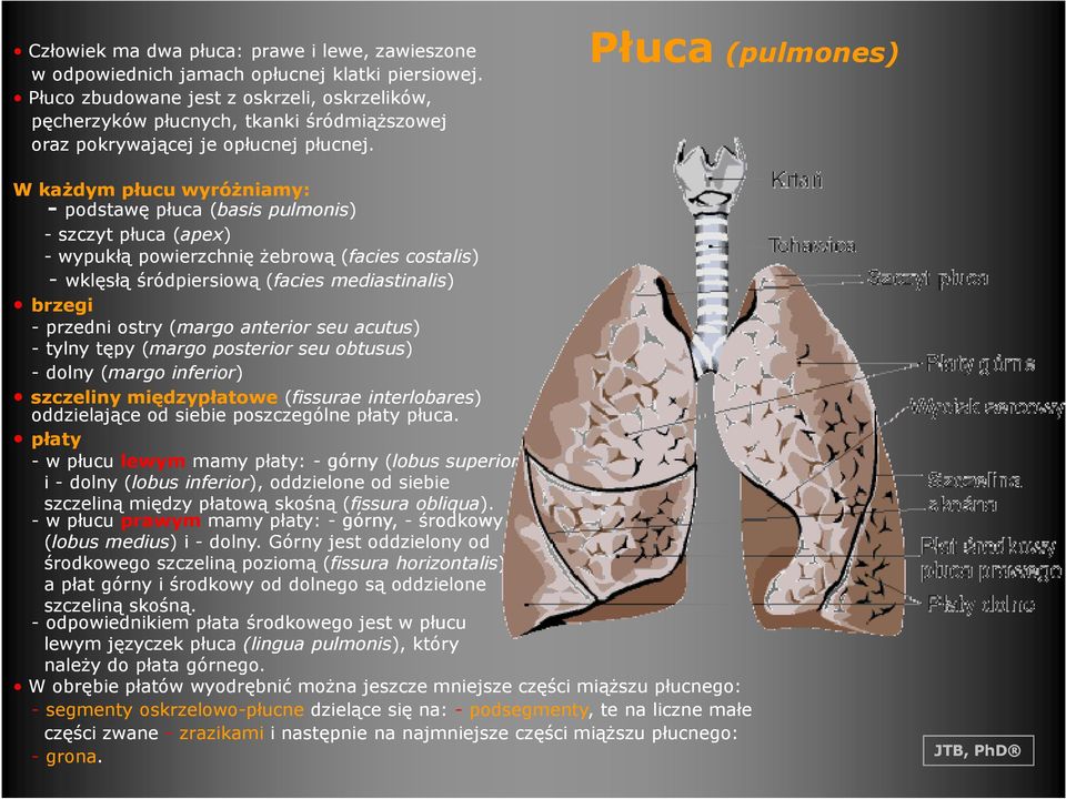 Płuca (pulmones) W kaŝdym płucu wyróŝniamy: - podstawę płuca (basis pulmonis) - szczyt płuca (apex) - wypukłą powierzchnię Ŝebrową (facies costalis) - wklęsłą śródpiersiową (facies mediastinalis)