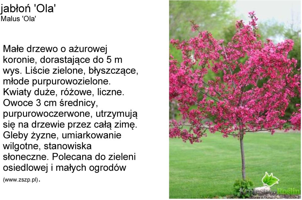 Owoce 3 cm średnicy, purpurowoczerwone, utrzymują się na drzewie przez całą zimę.