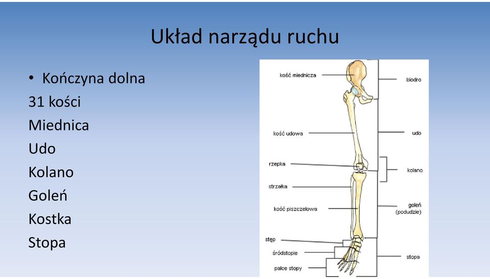 kości Miednica Udo