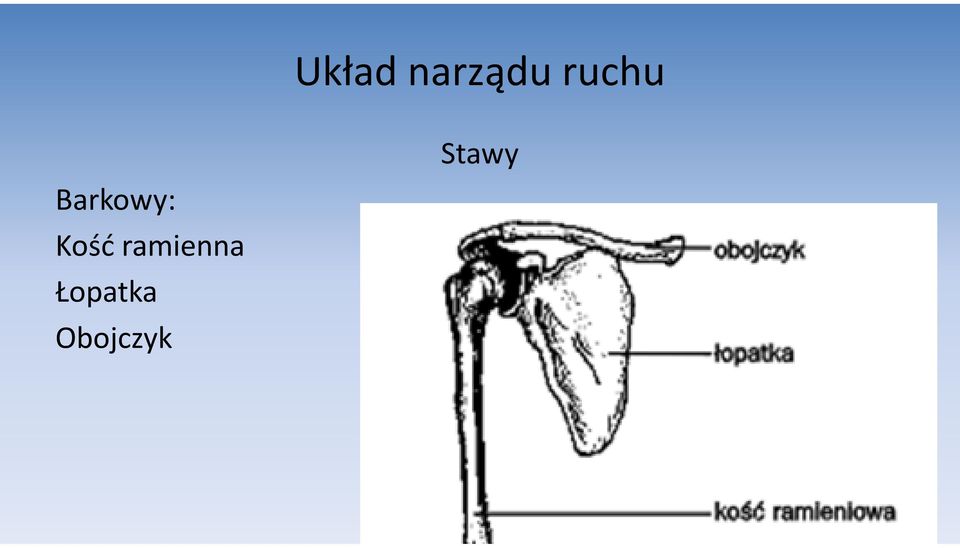 Kość ramienna