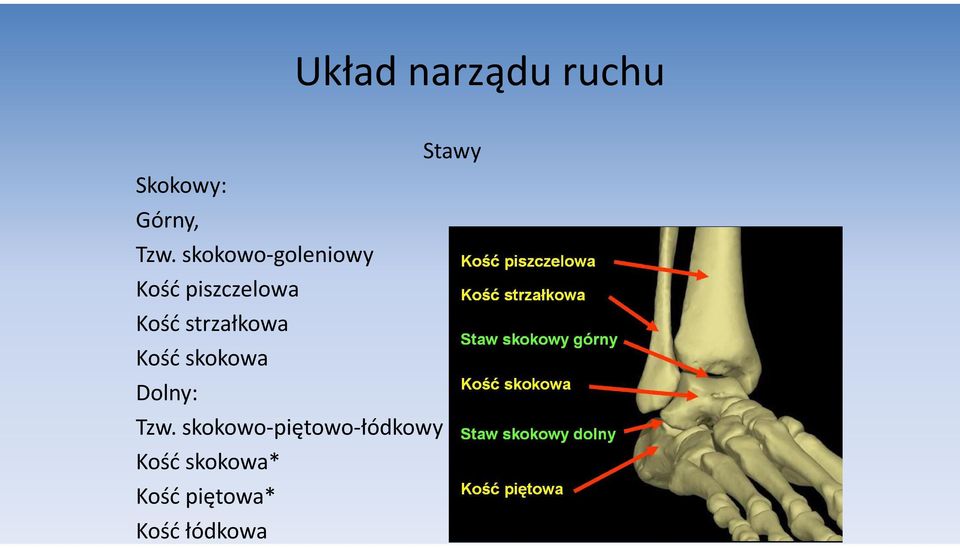 strzałkowa Kość skokowa Dolny: Tzw.