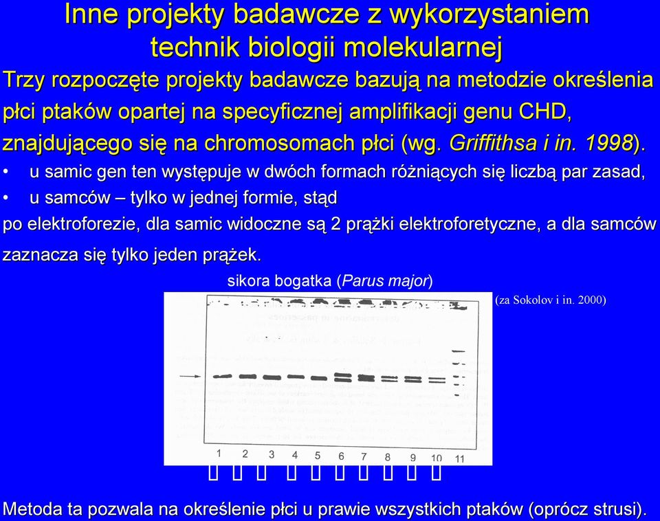 u samic gen ten występuje w dwóch formach różniących się liczbą par zasad, u samców tylko w jednej formie, stąd po elektroforezie, dla samic widoczne są 2