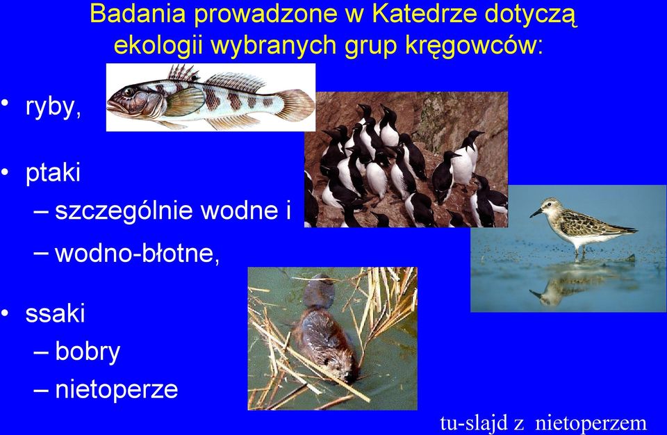 ptaki szczególnie wodne i wodno-błotne,