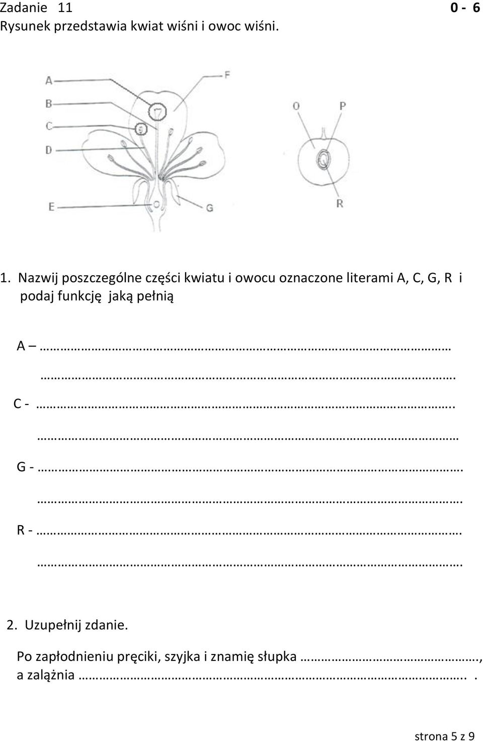 Nazwij poszczególne części kwiatu i owocu oznaczone literami A, C, G,