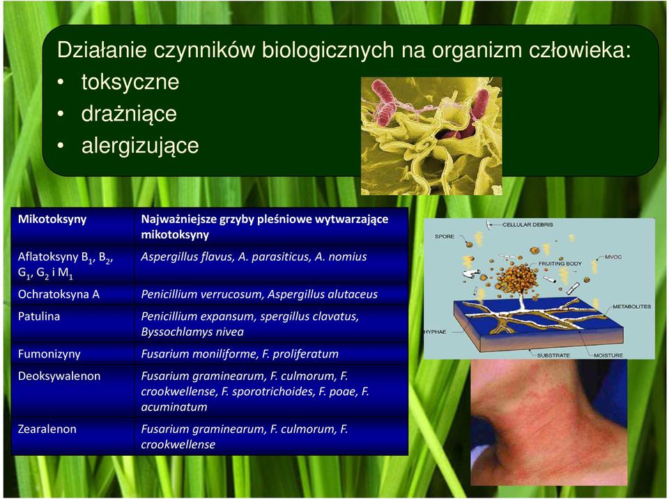 nomius Penicillium verrucosum, Aspergillus alutaceus Penicillium expansum, spergillus clavatus, Byssochlamys nivea Fusarium moniliforme, F.