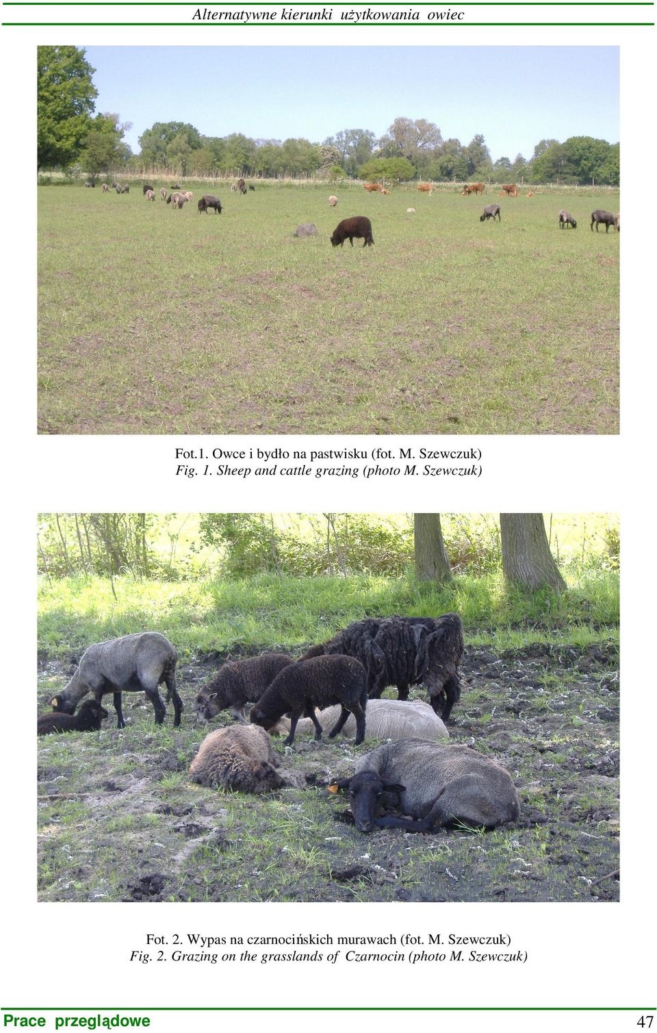 Sheep and cattle grazing (photo M. Szewczuk) Fot. 2.