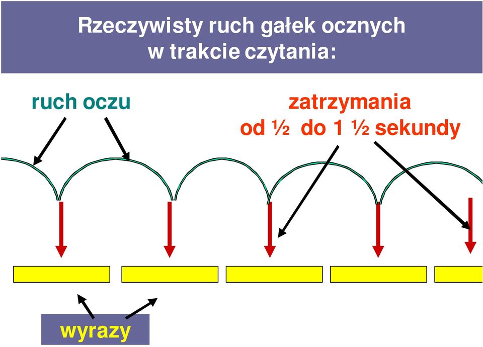 czytania: ruch oczu
