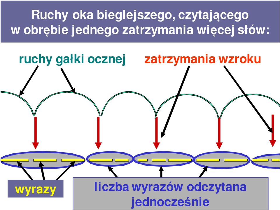 ruchy gałki ocznej zatrzymania wzroku
