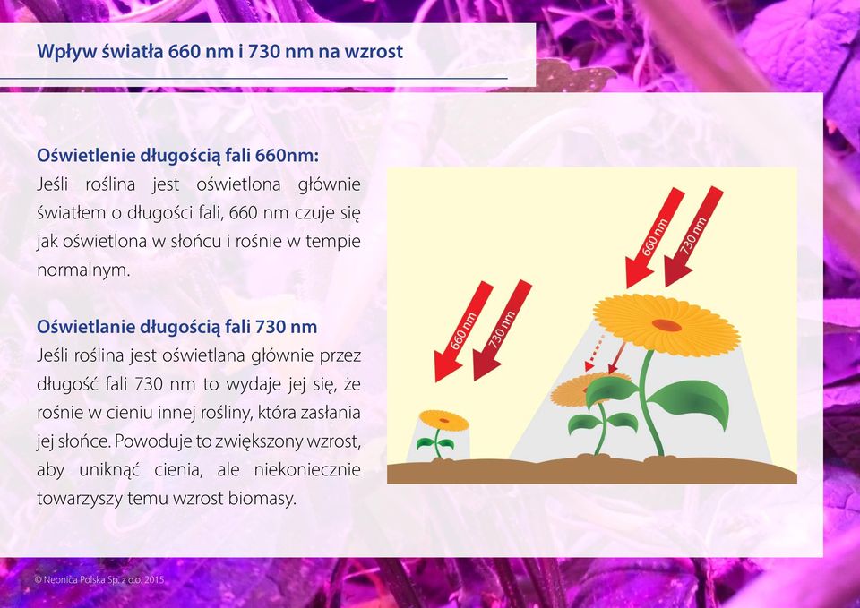 Oświetlanie długością fali 730 nm Jeśli roślina jest oświetlana głównie przez długość fali 730 nm to wydaje jej się, że rośnie w