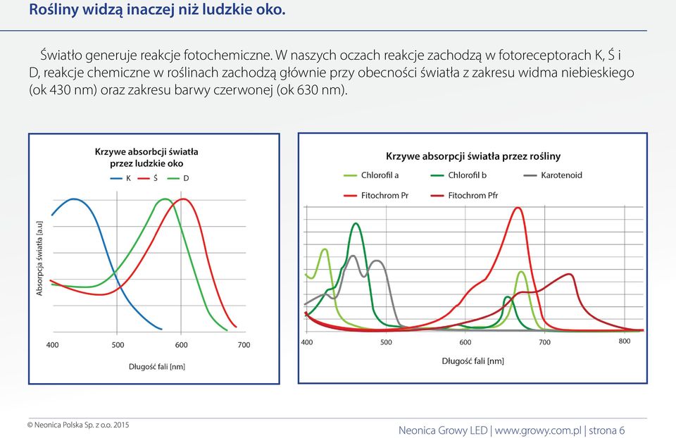 roślinach zachodzą głównie przy obecności światła z zakresu widma niebieskiego (ok