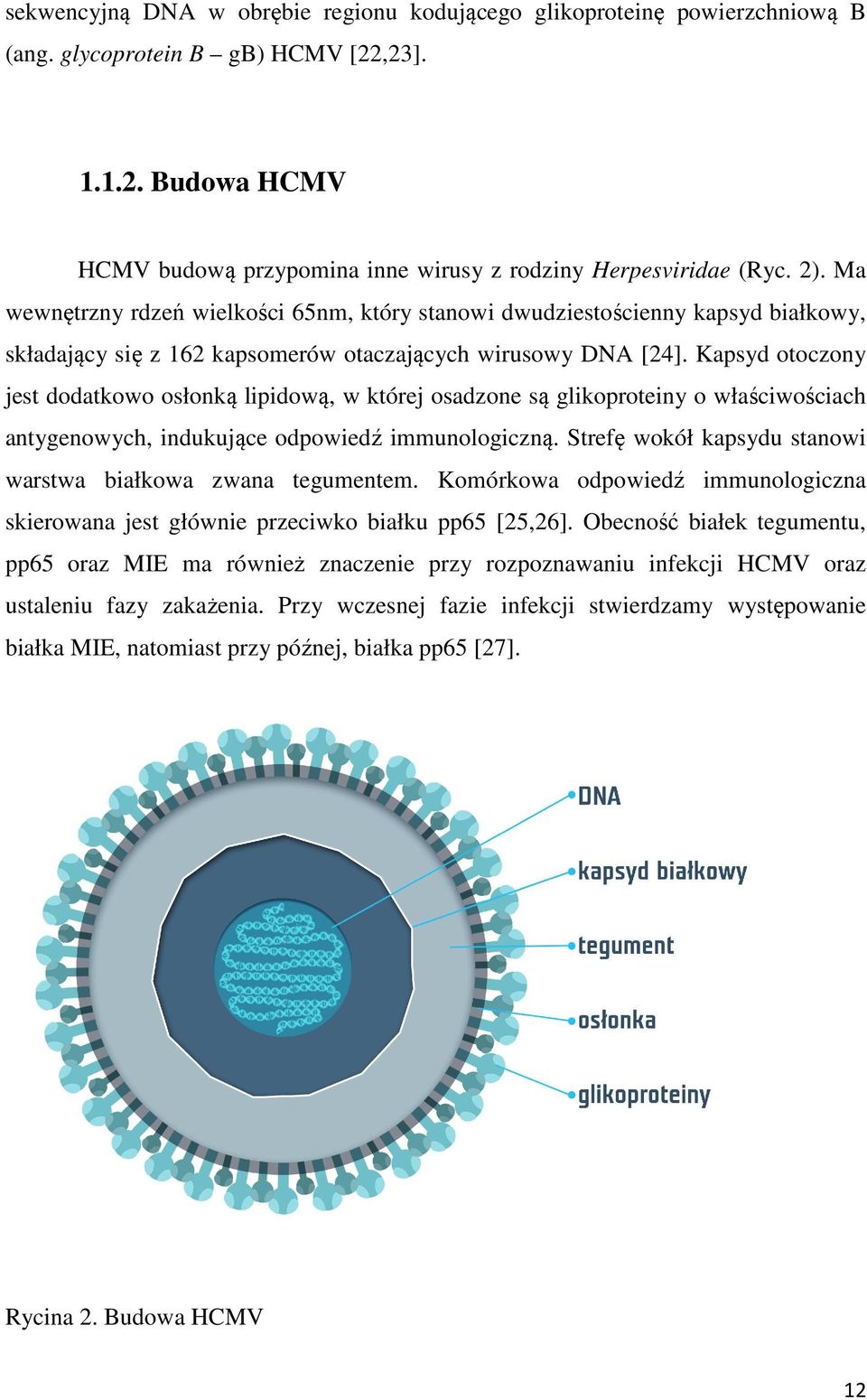 Kapsyd otoczony jest dodatkowo osłonką lipidową, w której osadzone są glikoproteiny o właściwościach antygenowych, indukujące odpowiedź immunologiczną.