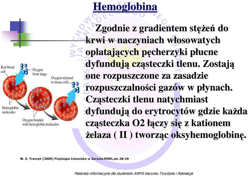p Cząsteczki tlenu natychmiast dyfundują do erytrocytów w gdzie kaŝda cząsteczka O2 łączy się z kationem Ŝelaza ( II )