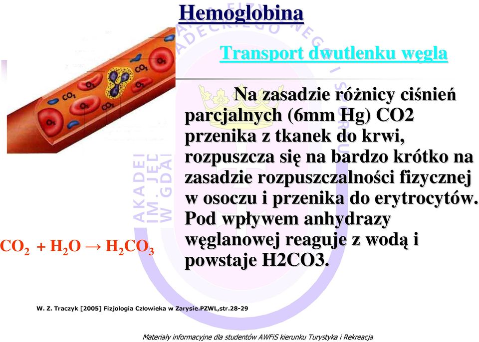 przenika do erytrocytów. Pod wpływem anhydrazy węglanowej reaguje z wodą i powstaje H2CO3. W. Z.