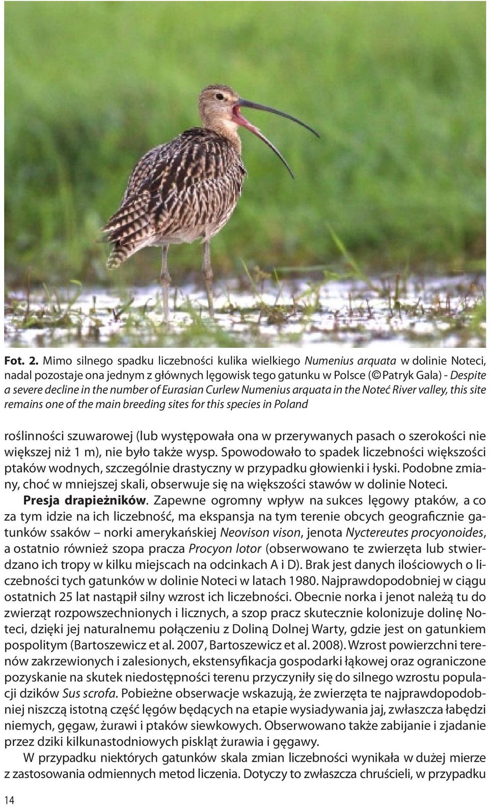 the number of Eurasian Curlew Numenius arquata in the Noteć River valley, this site remains one of the main breeding sites for this species in Poland roślinności szuwarowej (lub występowała ona w