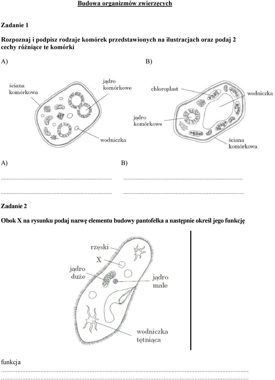 komórki A) B) A) B).