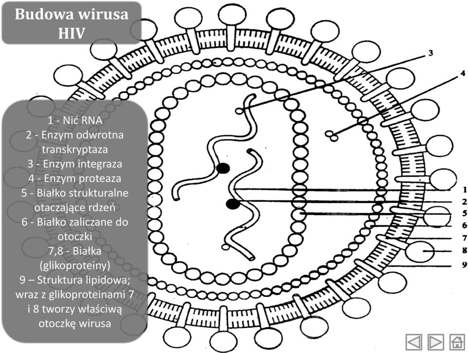 rdzeń 6 - Białko zaliczane do otoczki 7,8 - Białka (glikoproteiny) 9